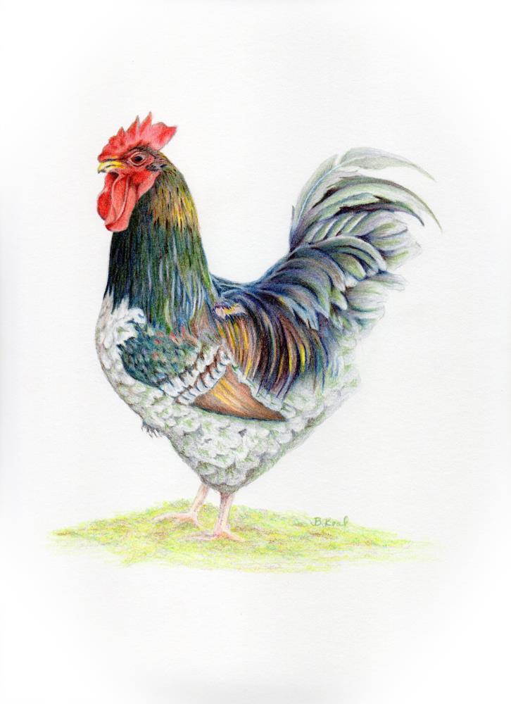 Dandy Rooster